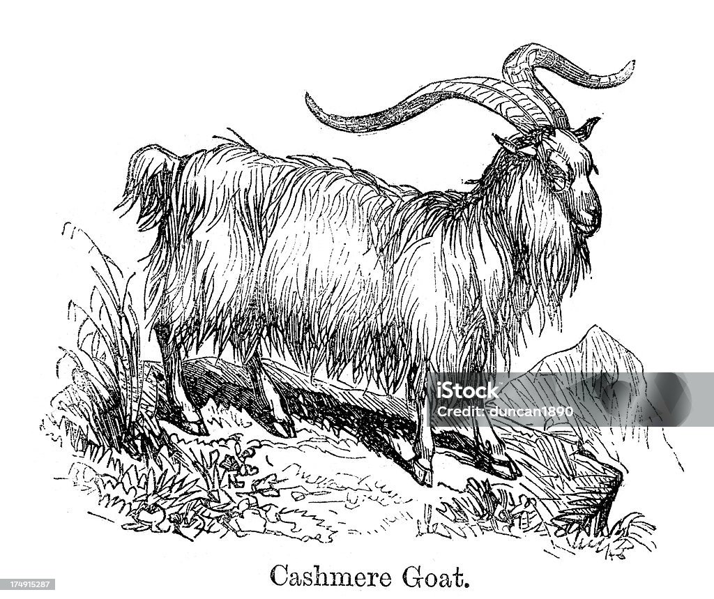 Chèvre en cachemire - Illustration de Cachemire - Laine libre de droits