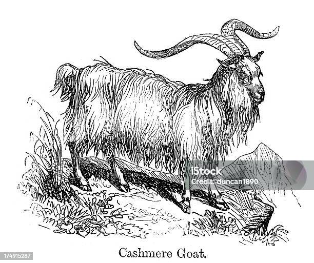 Chèvre En Cachemire Vecteurs libres de droits et plus d'images vectorielles de Cachemire - Laine - Cachemire - Laine, Caprin, Illustration