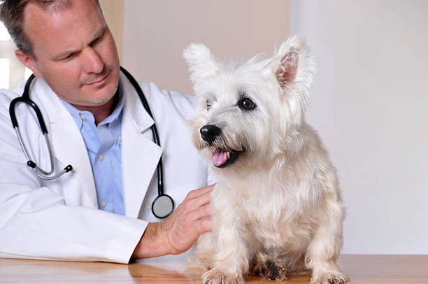 istock West Highland Terrier Being Examined at the Vet's Office 174915544