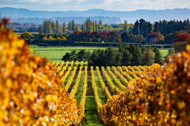 istock Vineyard in rural Farming country 1749155797