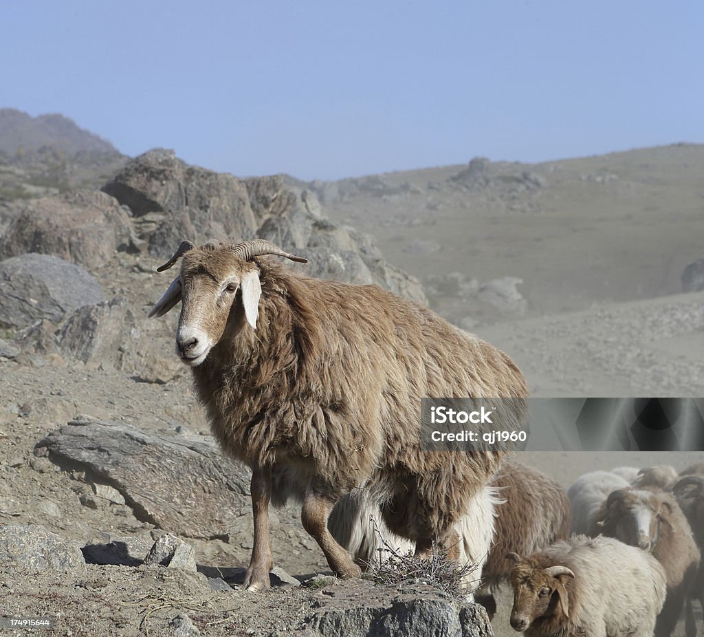 Moutons en pâturage, transitions - Photo de Agneau - Animal libre de droits