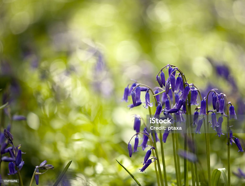 Bluebells - Royalty-free Ao Ar Livre Foto de stock