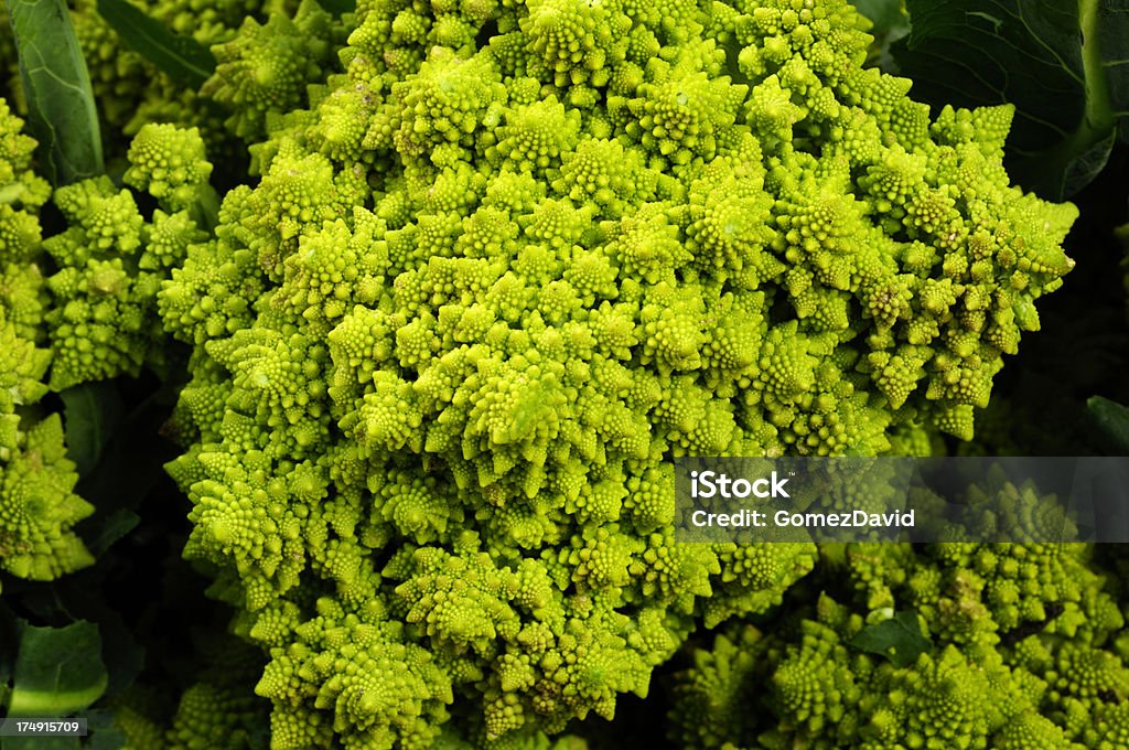 Close-up di raccolta Organic Romanesco Broccoli - Foto stock royalty-free di Affollato