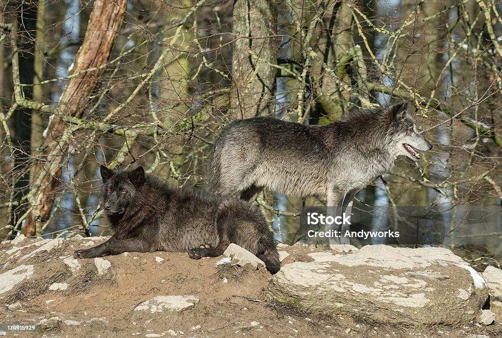Entspannende Canadian Timber Wolves - Lizenzfrei Baum Stock-Foto