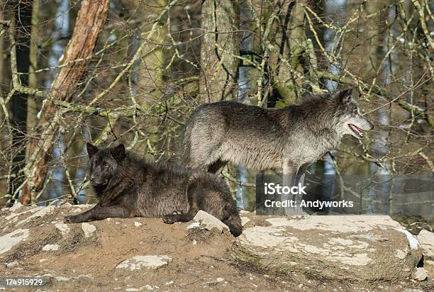 Entspannende Canadian Timber Wolves Stockfoto und mehr Bilder von Baum - Baum, Entspannung, Fels