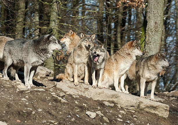 istock A pack of wolves howl in the forest with trees behind them 174915931