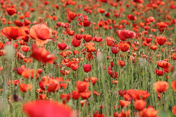 istock Field of flowers 174915991
