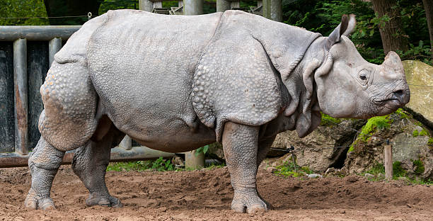istock Indian one horned rhinoceros 174916184