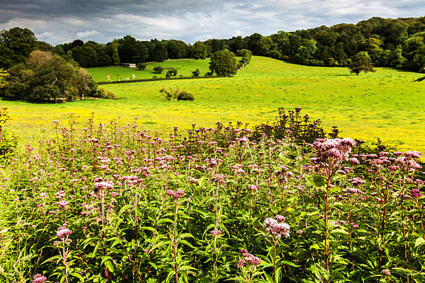 Sunset over countryside fields in summer