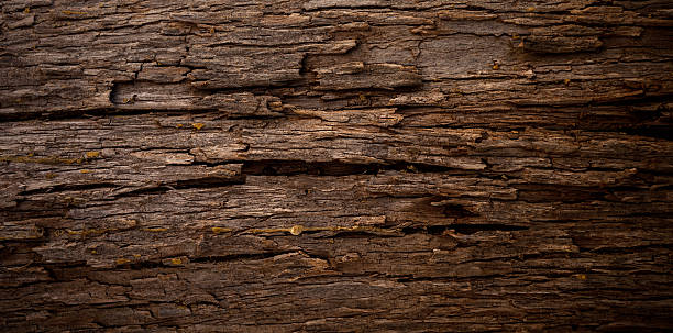 textura de árvore - casca de árvore - fotografias e filmes do acervo