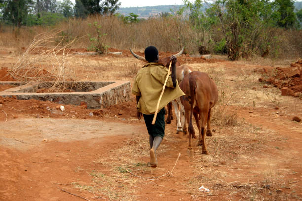 o horário de alimentação - african culture farmer action activity - fotografias e filmes do acervo