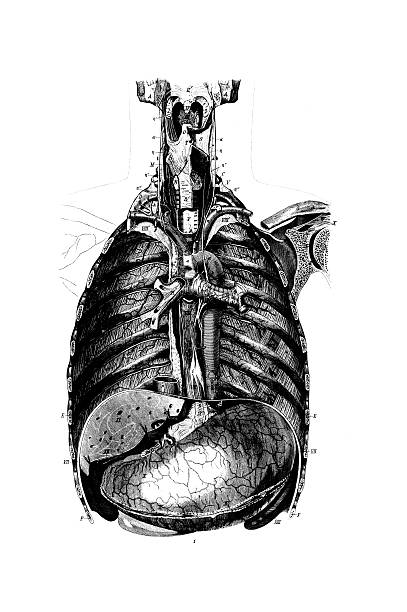 istock Human Chest Anatomy | Antique Medical Scientific Illustrations and Charts 174916512
