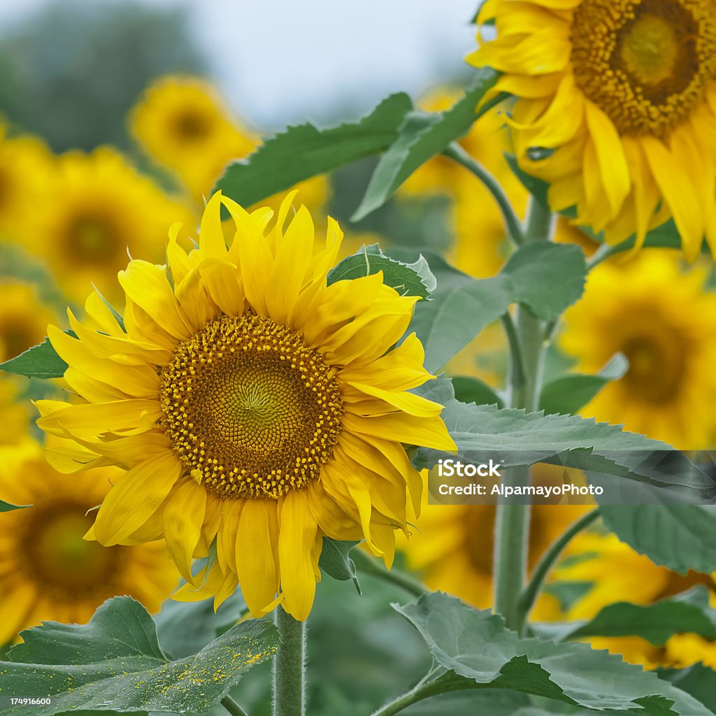 Campo di girasole-X - Foto stock royalty-free di Agricoltura