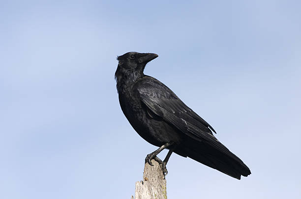 istock Black carrion crow head turned silhouetted against blue sky 174916614