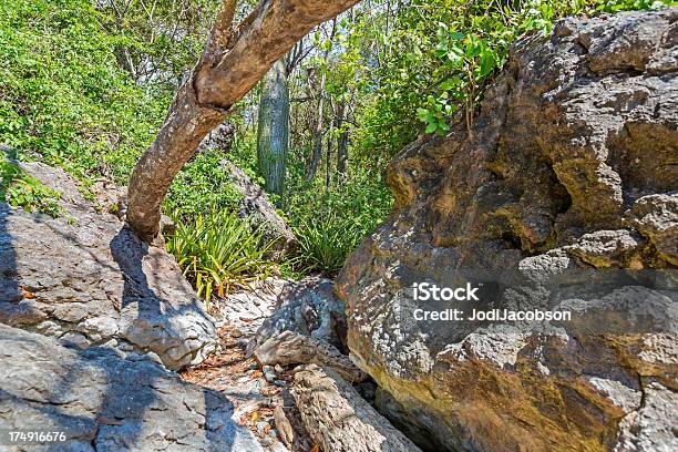 Skalisty Teren Sfotografowany W Cloud Forest Of Costa Rica - zdjęcia stockowe i więcej obrazów Ameryka Środkowa