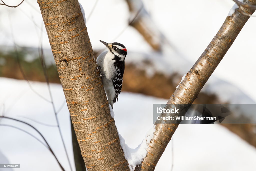 Hairy Woodpecker (Picoides villosus) - Lizenzfrei Ast - Pflanzenbestandteil Stock-Foto