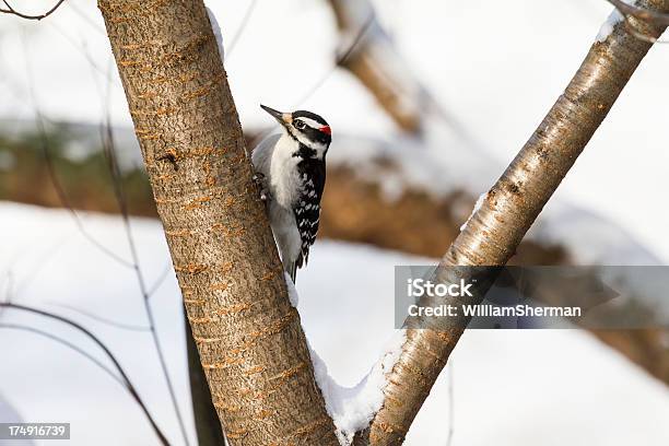 Волосатый Woodpecker — стоковые фотографии и другие картинки Hairy Woodpecker - Hairy Woodpecker, Без людей, Ветвь - часть растения