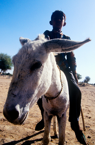 A Young boy rides a donkey in the desert, Rajathan,India. Please see more Indian travel photos.