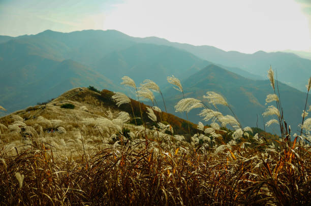 Reeds in mountain Mindung (korea)