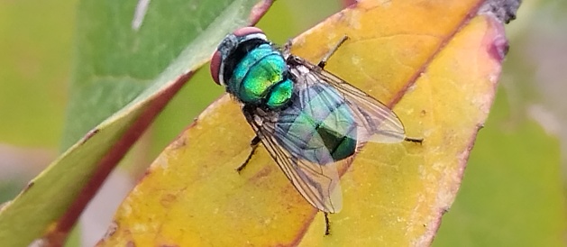 Green fly on fruit tree