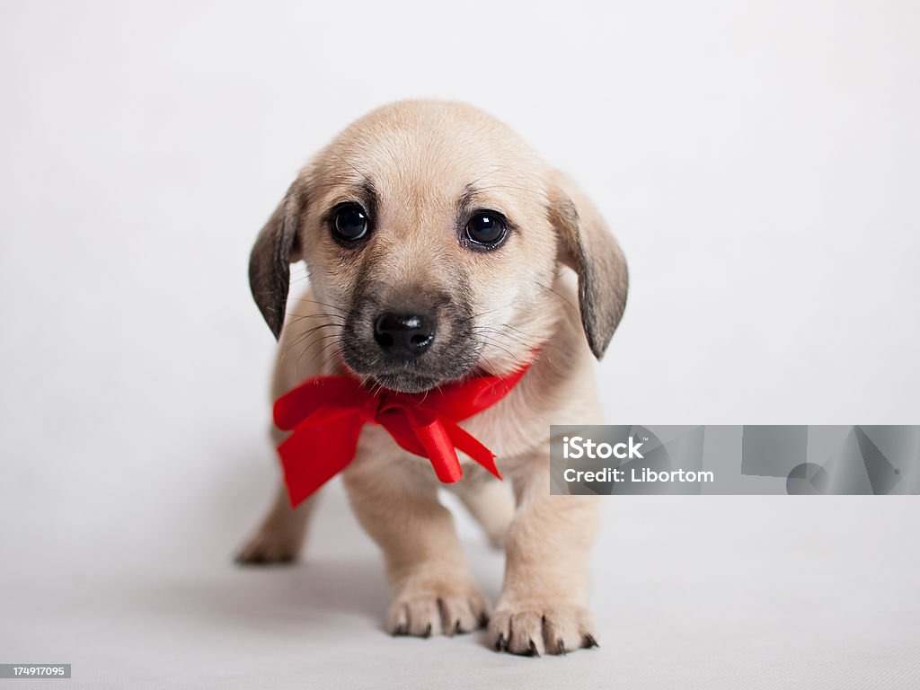 Adorável cachorrinho - Royalty-free Amizade Foto de stock