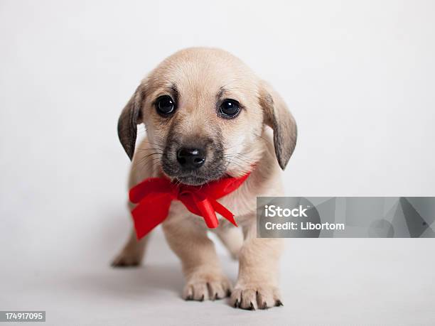 Adorável Cachorrinho - Fotografias de stock e mais imagens de Amizade - Amizade, Animal, Animal Doméstico