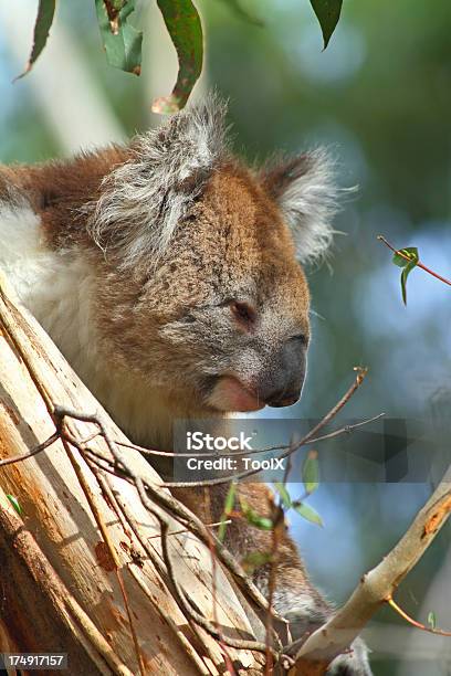 Koala - zdjęcia stockowe i więcej obrazów Australia - Australia, Bez ludzi, Fotografika