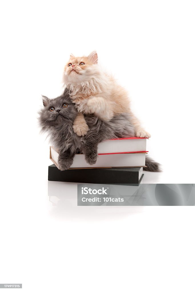 Zeit für Bildung - Lizenzfrei Hauskatze Stock-Foto