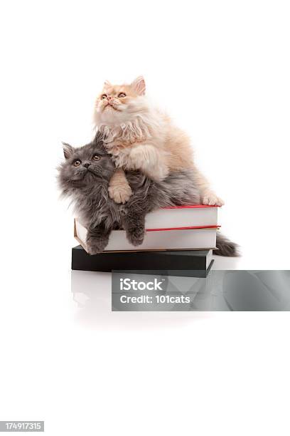 Zeit Für Bildung Stockfoto und mehr Bilder von Hauskatze - Hauskatze, Zwei Tiere, Buch