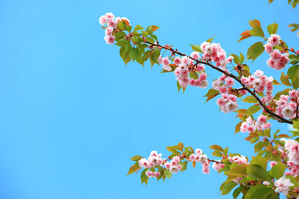 fleur de cerisier sur le fond bleu - ornamental garden vibrant color illuminated air photos et images de collection