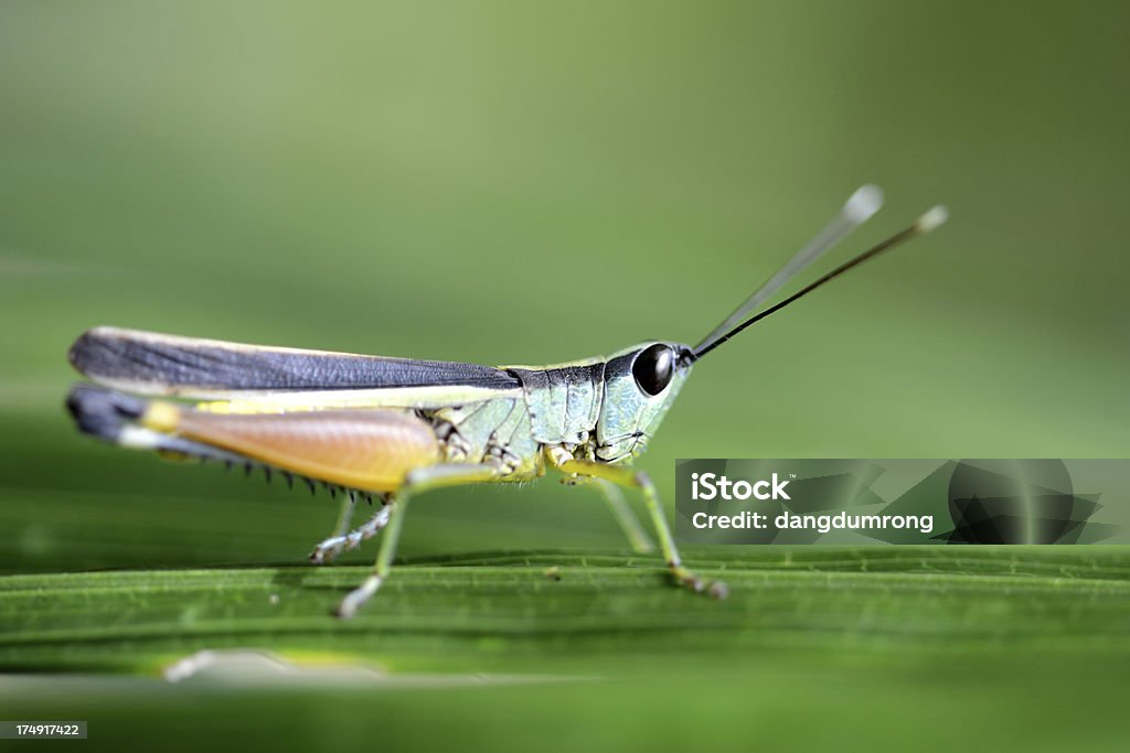 Saltamontes sobre hierba hoja - Foto de stock de Aire libre libre de derechos