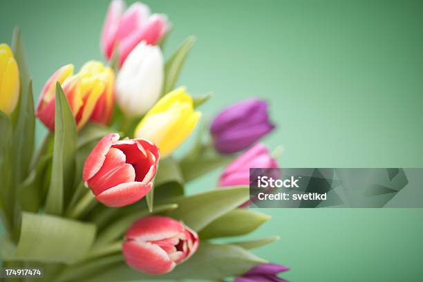 Primavera Tulipani - Fotografie stock e altre immagini di Bellezza naturale - Bellezza naturale, Bouquet, Capolino