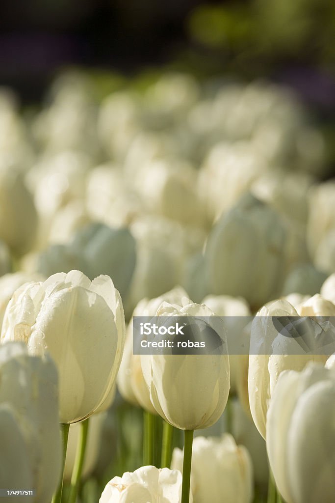 Weiße Tulpen mit Geringe Tiefenschärfe - Lizenzfrei Bildschärfe Stock-Foto