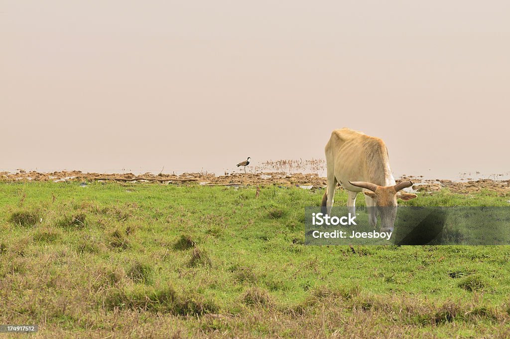 Brouter Vache au Lac Rose au Sénégal - Photo de Lac Retba libre de droits