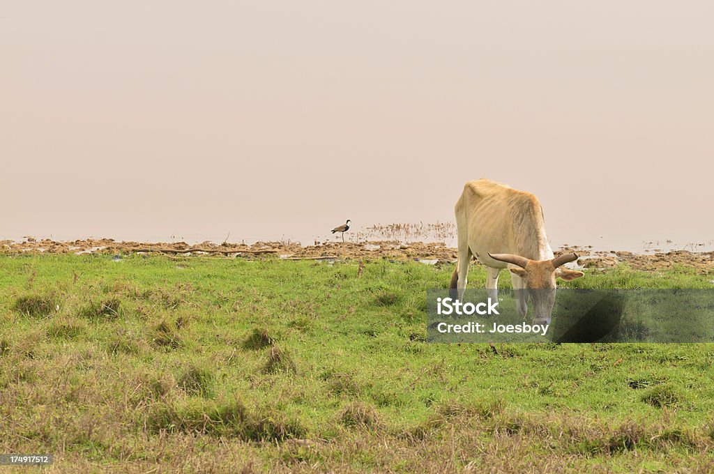 Paść się krowa na Lac Rose w Senegalu - Zbiór zdjęć royalty-free (Jezioro Retba)