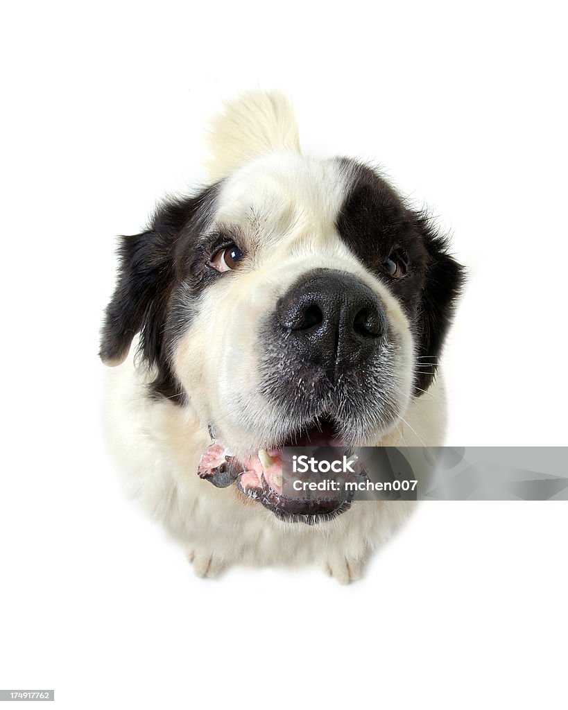 Animals : Isolated Dog St. Bernard Isolated female Saint Bernard looking up. Two Saint Bernards used for this series. Animal Stock Photo