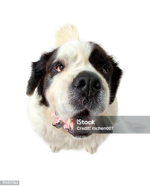 Animals Isolated Dog St Bernard Stock Photo - Download Image Now - Animal, Animal Themes, Canine - Animal