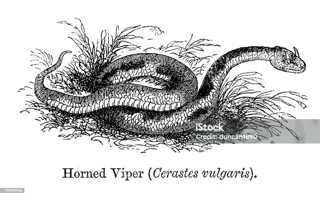Horned Víbora Snake - Ilustração de Animal royalty-free