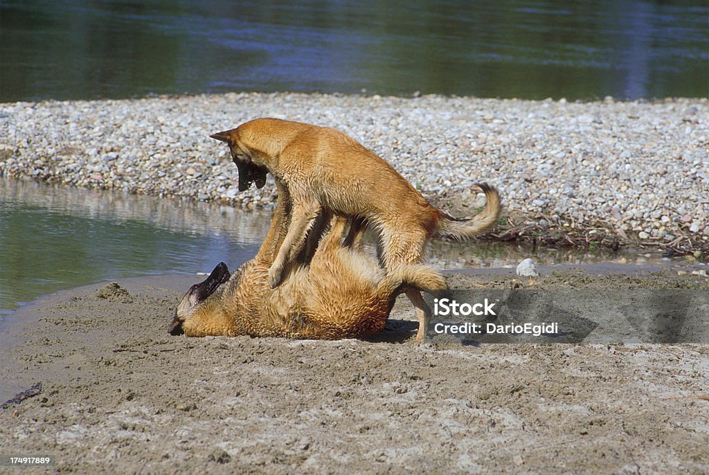 Animali cani Pastore - Foto stock royalty-free di Cane