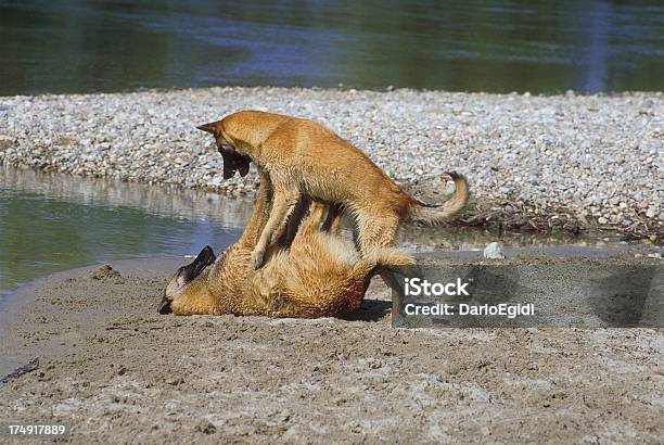 Animali Cani Pastore - Fotografie stock e altre immagini di Cane - Cane, Cane di razza, Composizione orizzontale