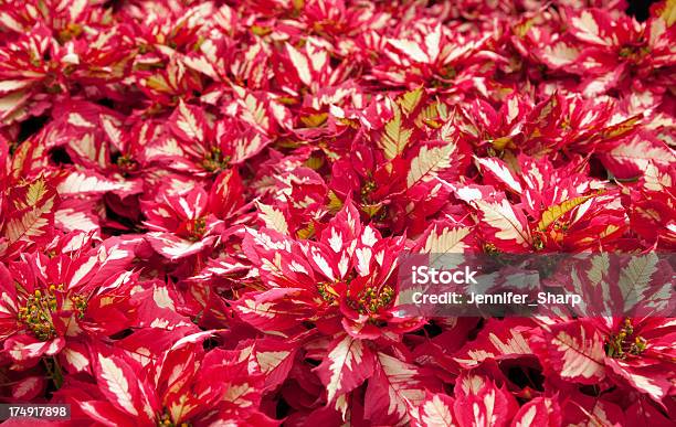 Bicodepapagaio Plantas - Fotografias de stock e mais imagens de Beleza natural - Beleza natural, Bico-de-papagaio, Botânica - Ciência de plantas