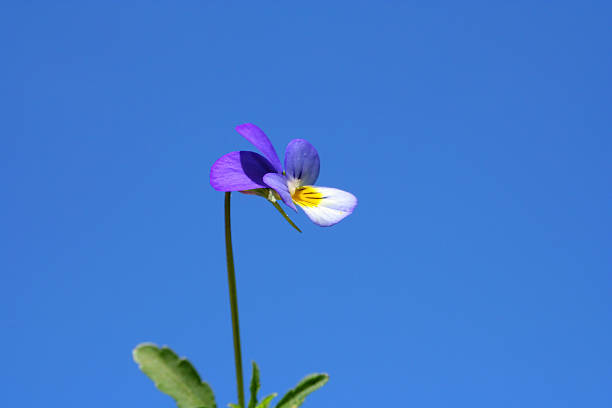 Wild violet, scientific name; Viola bubanii or Viola hispida or Viola calcarata
