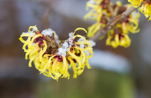 Yellow Hamamelis blossom in winter with a little bit snow on it.