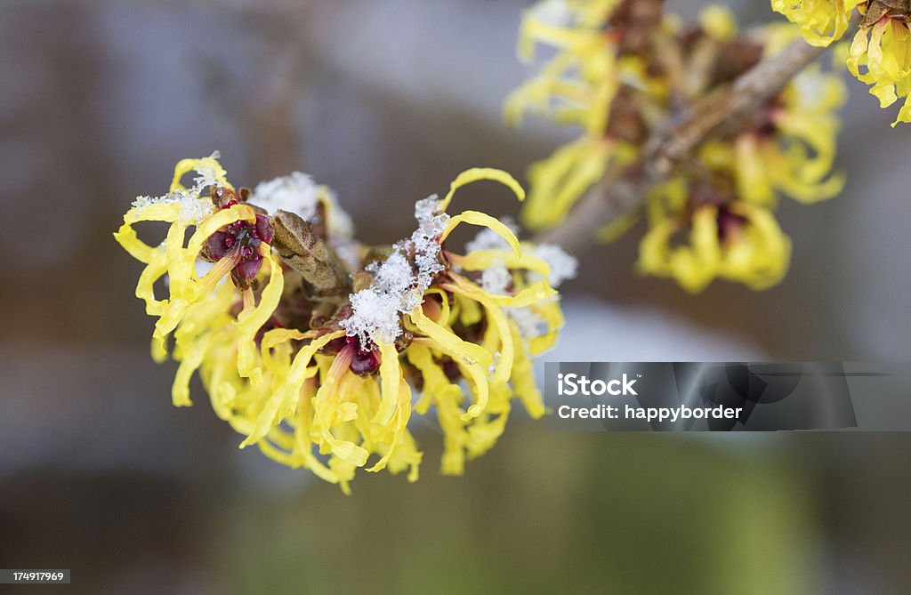 Hamamelis - Foto de stock de Inverno royalty-free