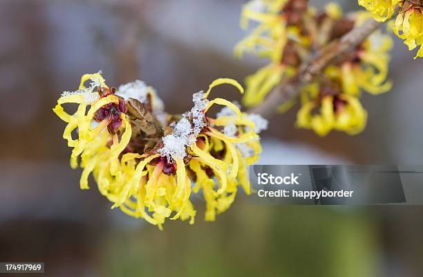 Foto de Hamamelis e mais fotos de stock de Inverno - Inverno, Neve, Amarelo