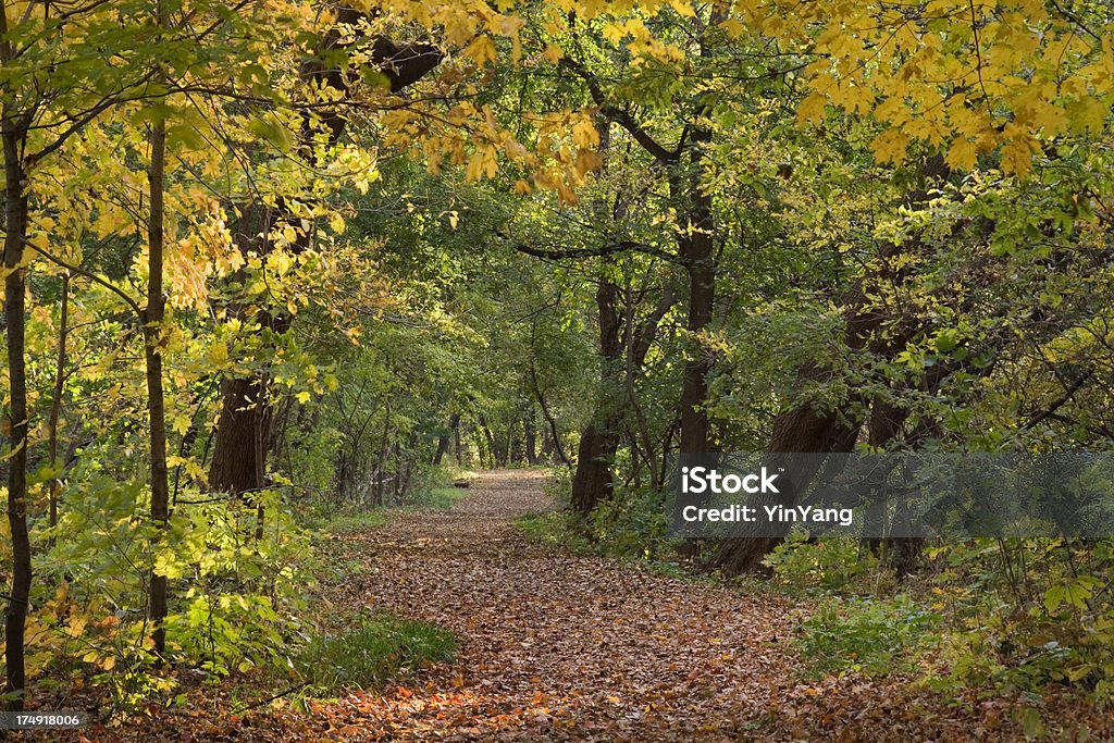 Осенний лес пейзаж Гц - Стоковые фото Ветвь - часть растения роялти-фри