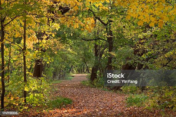 Осенний Лес Пейзаж Гц — стоковые фотографии и другие картинки Ветвь - часть растения - Ветвь - часть растения, Время, Время года