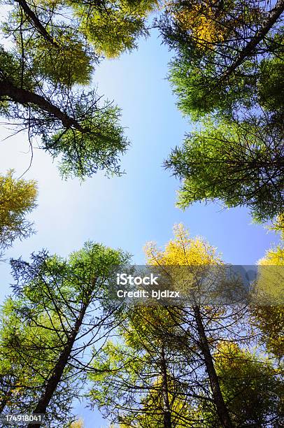 Pine Forest Stockfoto und mehr Bilder von Ast - Pflanzenbestandteil - Ast - Pflanzenbestandteil, Aufnahme von unten, Baum