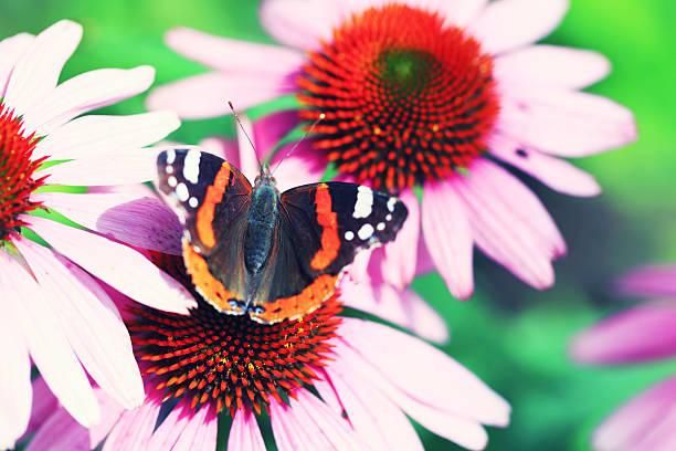 istock Butterfly on flower in meadow 174918303