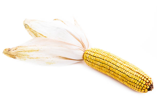 milho na espiga - wheat whole wheat close up corn on the cob imagens e fotografias de stock